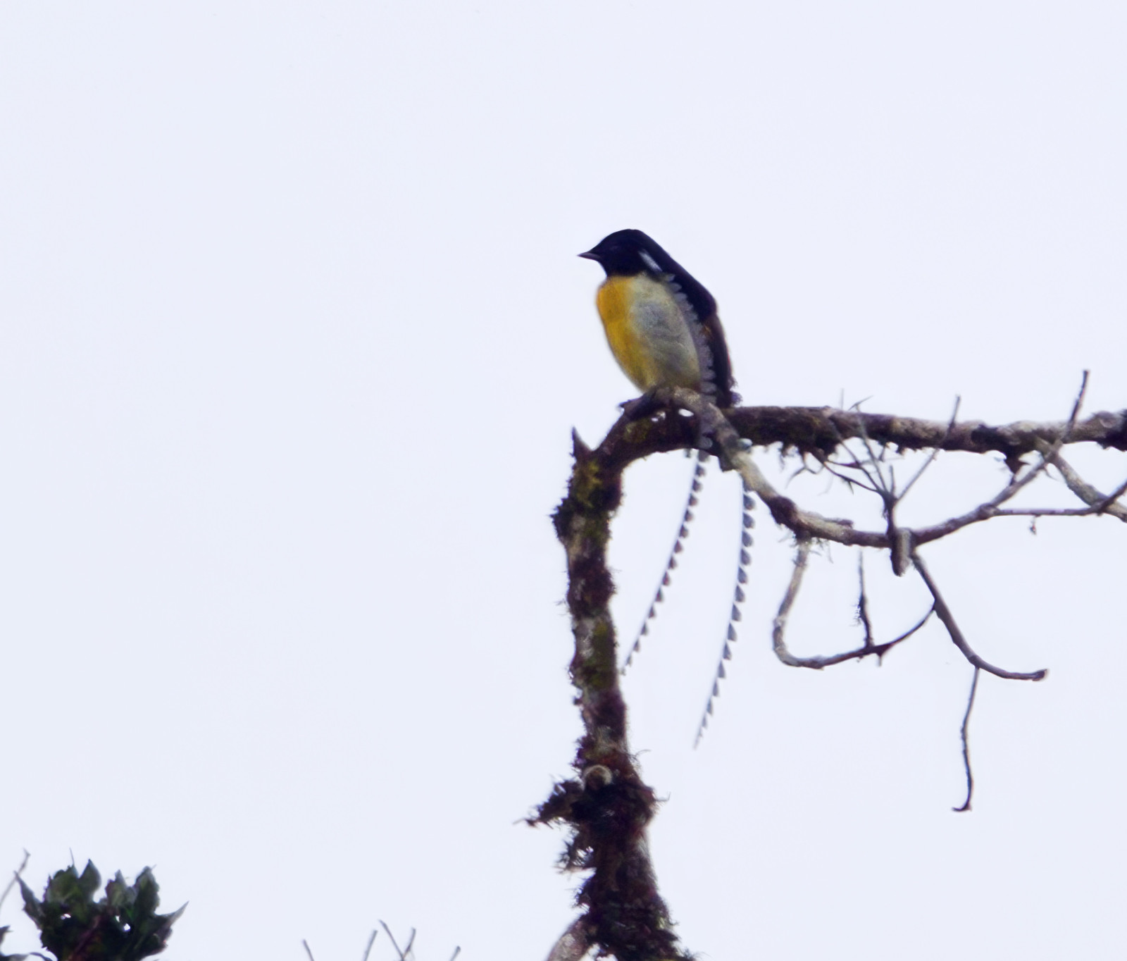 image King-of-Saxony Bird-of-Paradise